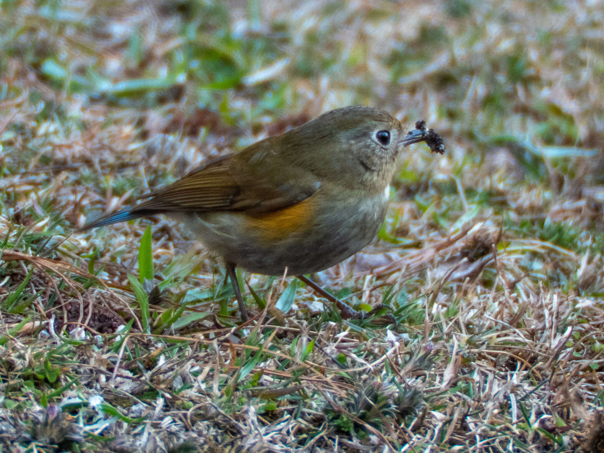 Image de Robin de l’Himalaya