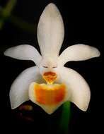 Image of Phalaenopsis malipoensis Z. J. Liu & S. C. Chen