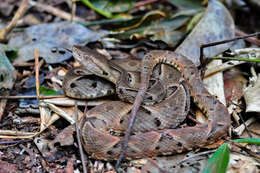 Image of Brazilian Lancehead