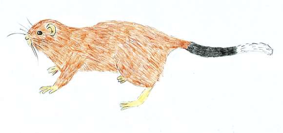 Image of Dinagat Bushy-tailed Cloud Rat