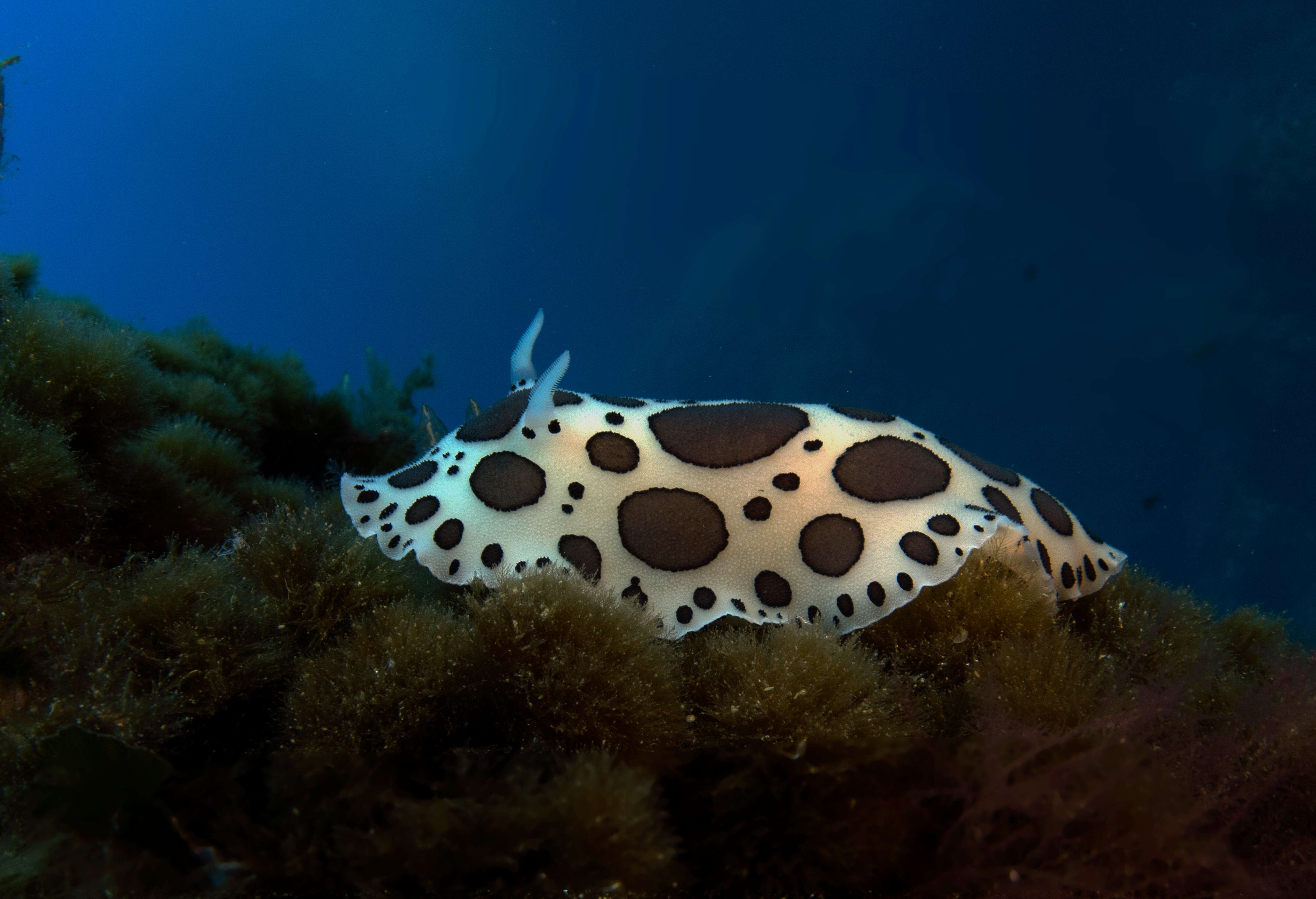 Plancia ëd Peltodoris atromaculata Bergh 1880