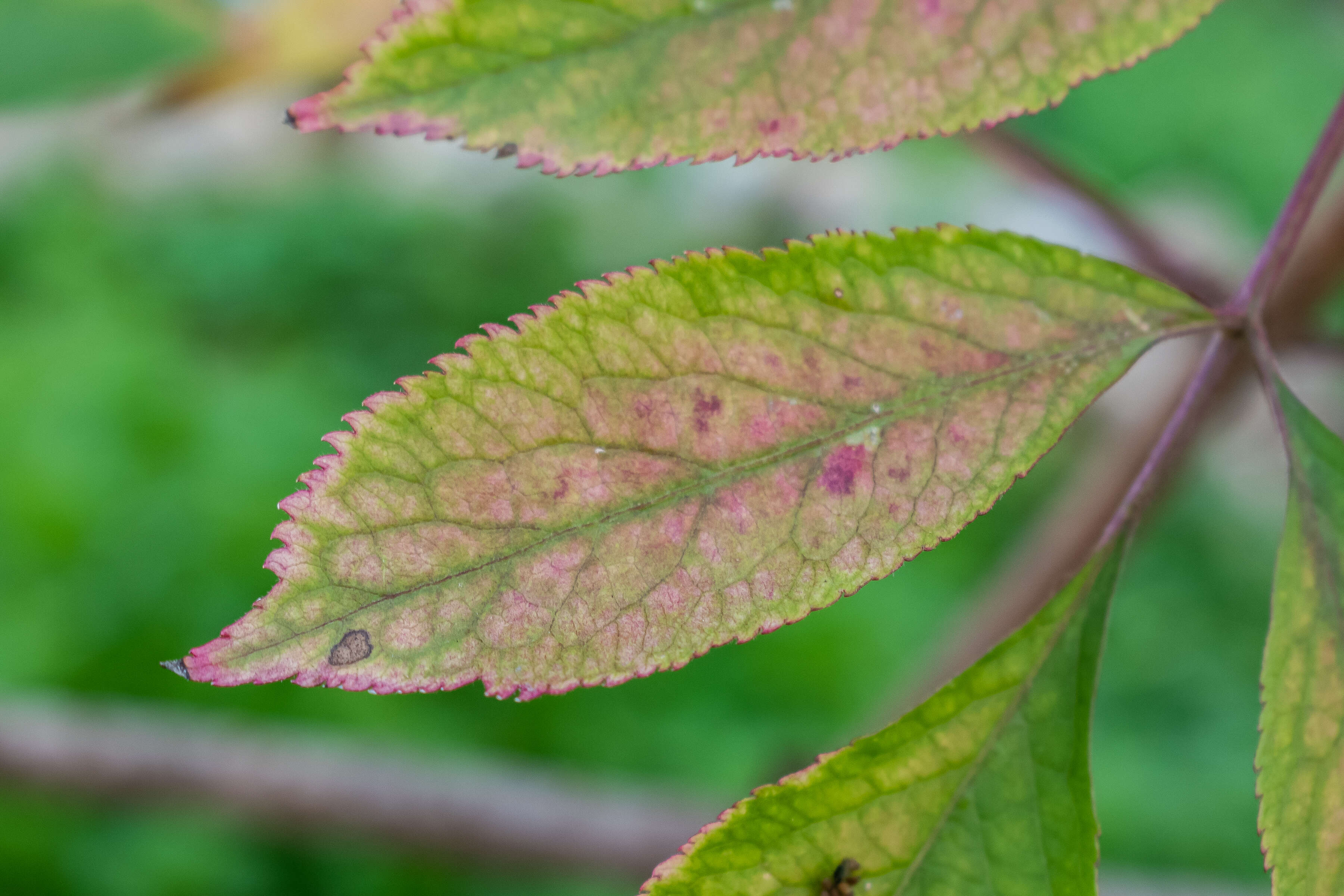 Imagem de Sambucus nigra L.