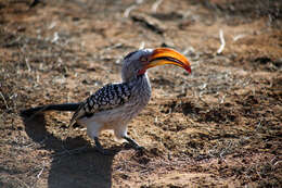 Image of Southern Yellow-billed Hornbill