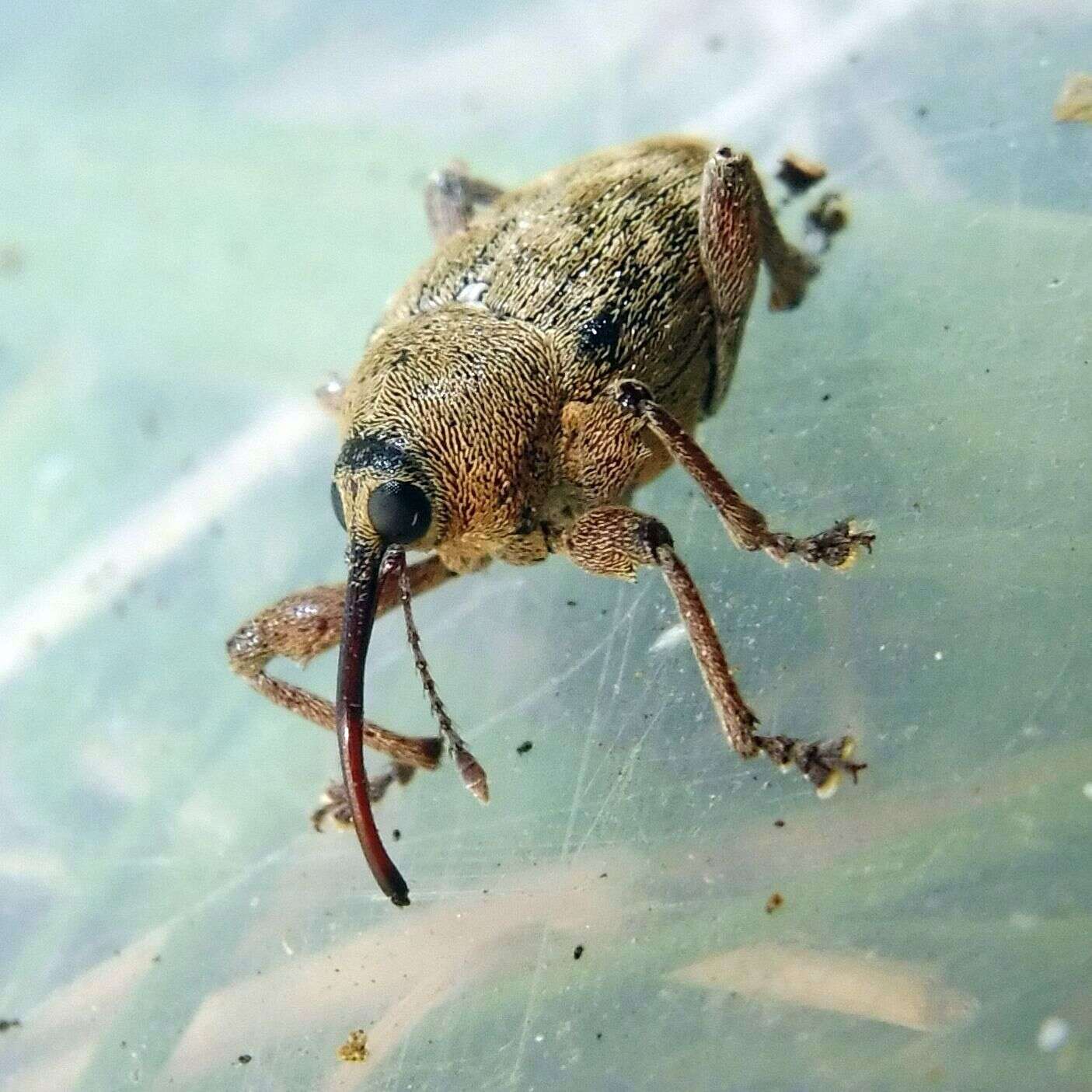 Image of Acorn weevil