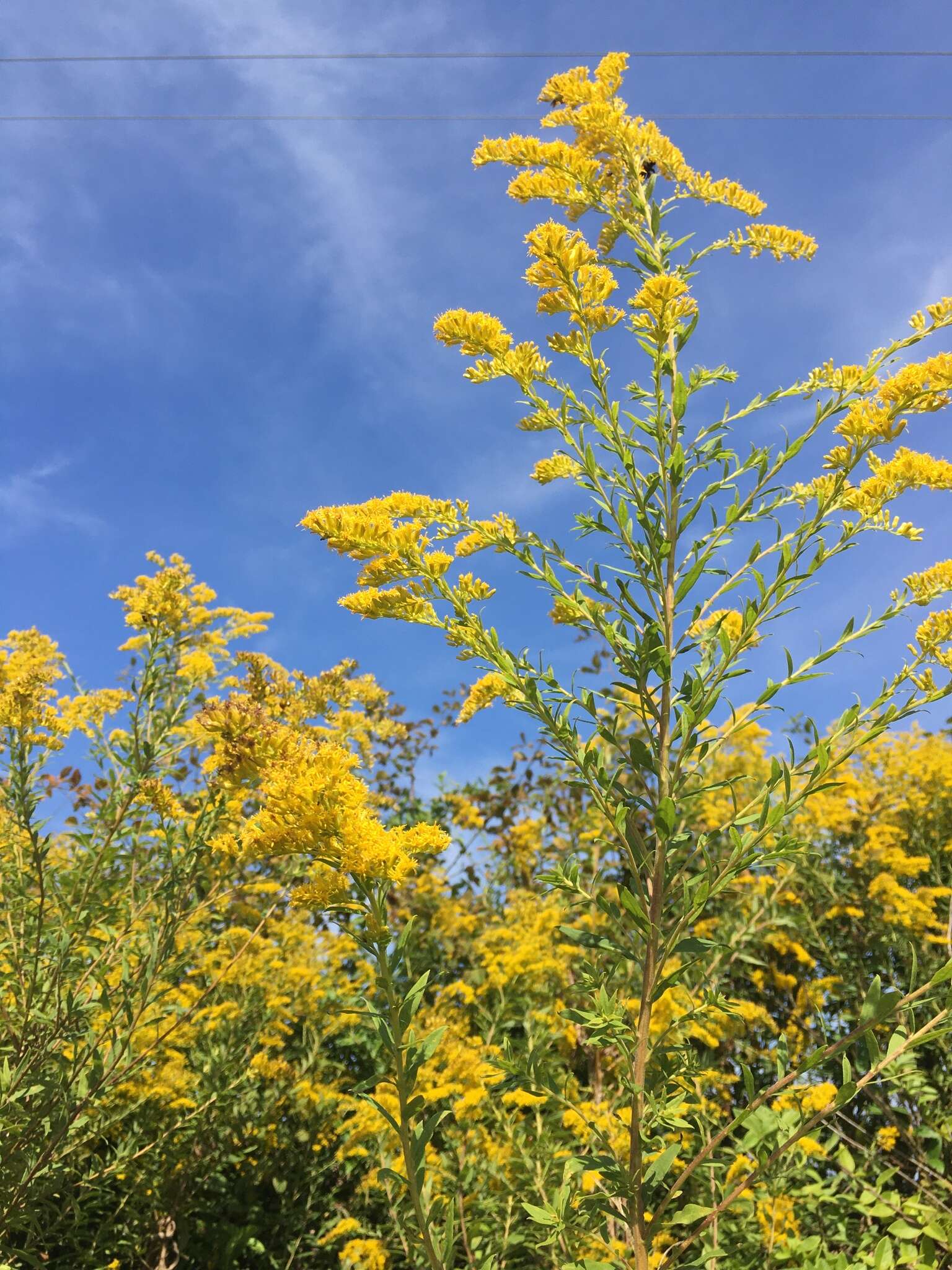 Imagem de Solidago altissima L.