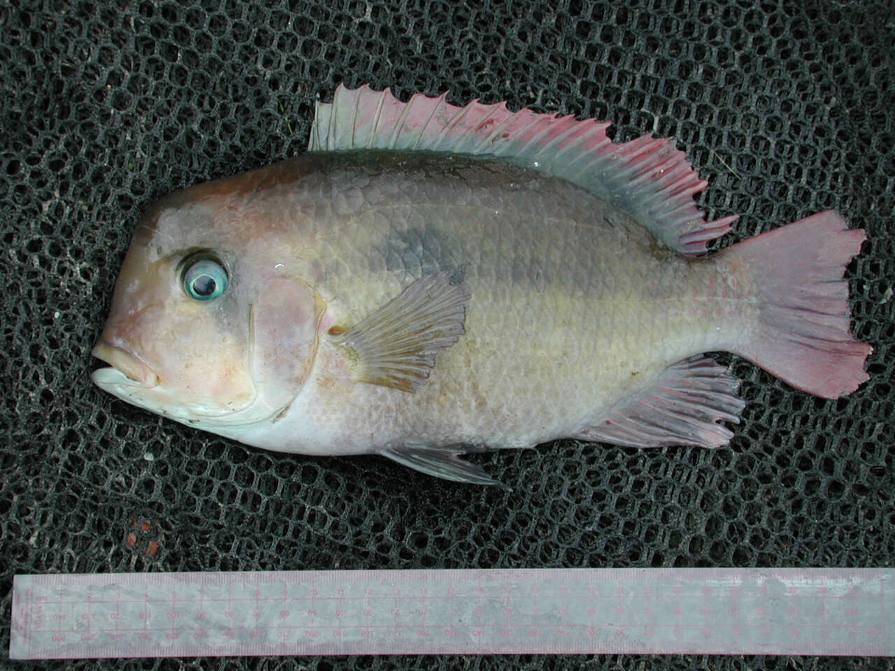 Plancia ëd Heterochromis multidens (Pellegrin 1900)