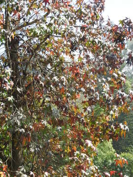 Image of sugar maple