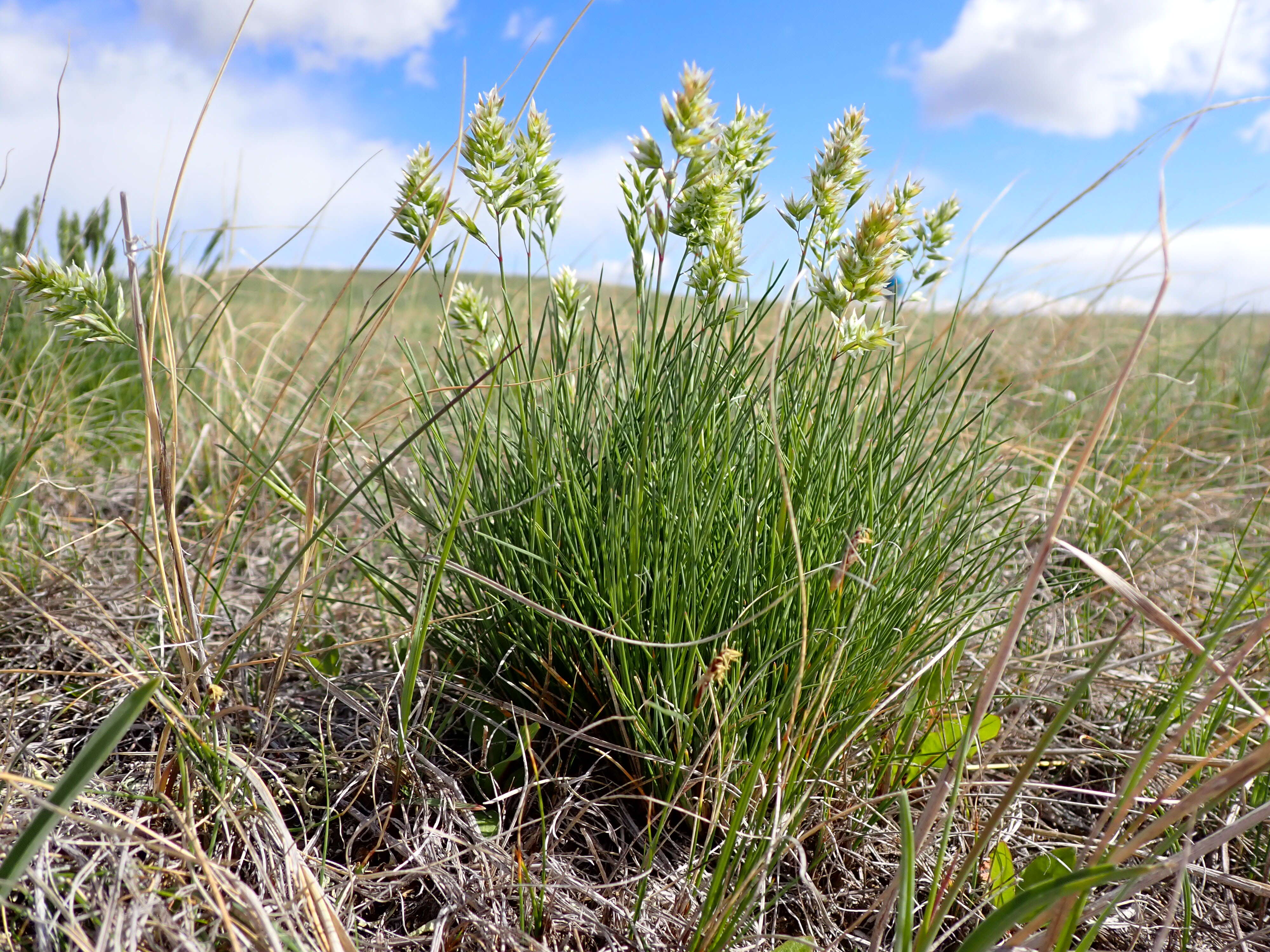 Image de Poa fendleriana (Steud.) Vasey