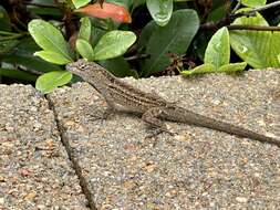 Image of Bahaman brown anole