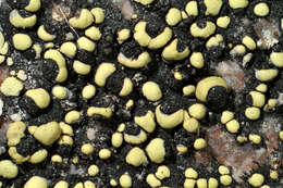 Image of map lichen