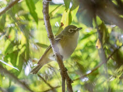 Image of Blue-headed Vireo