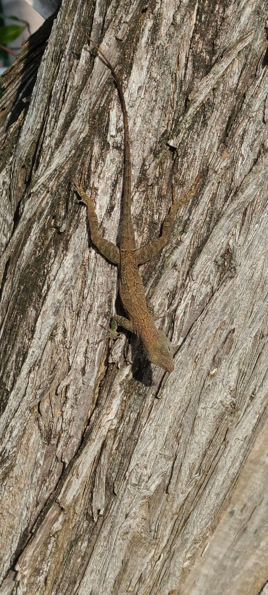 Image of Puerto Rican Crested Anole