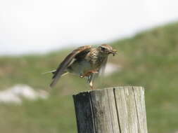 Image of Skylark