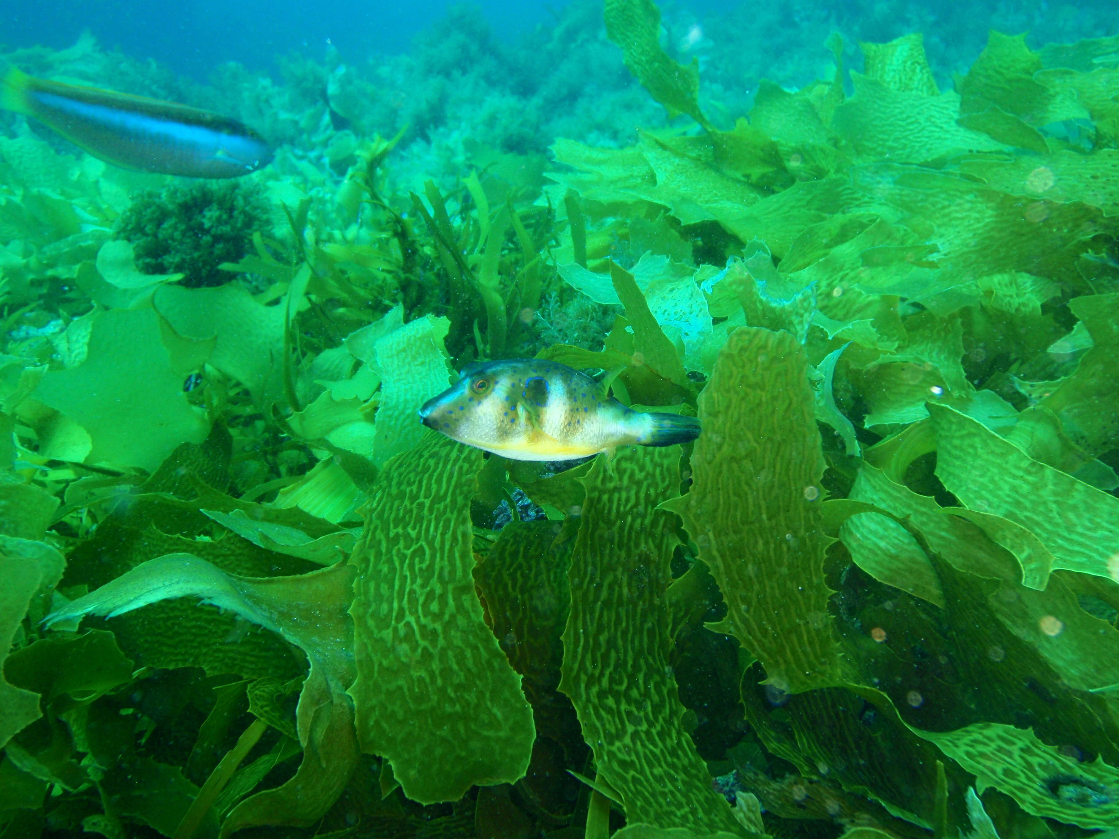 Image of Bluespotted Toadfish