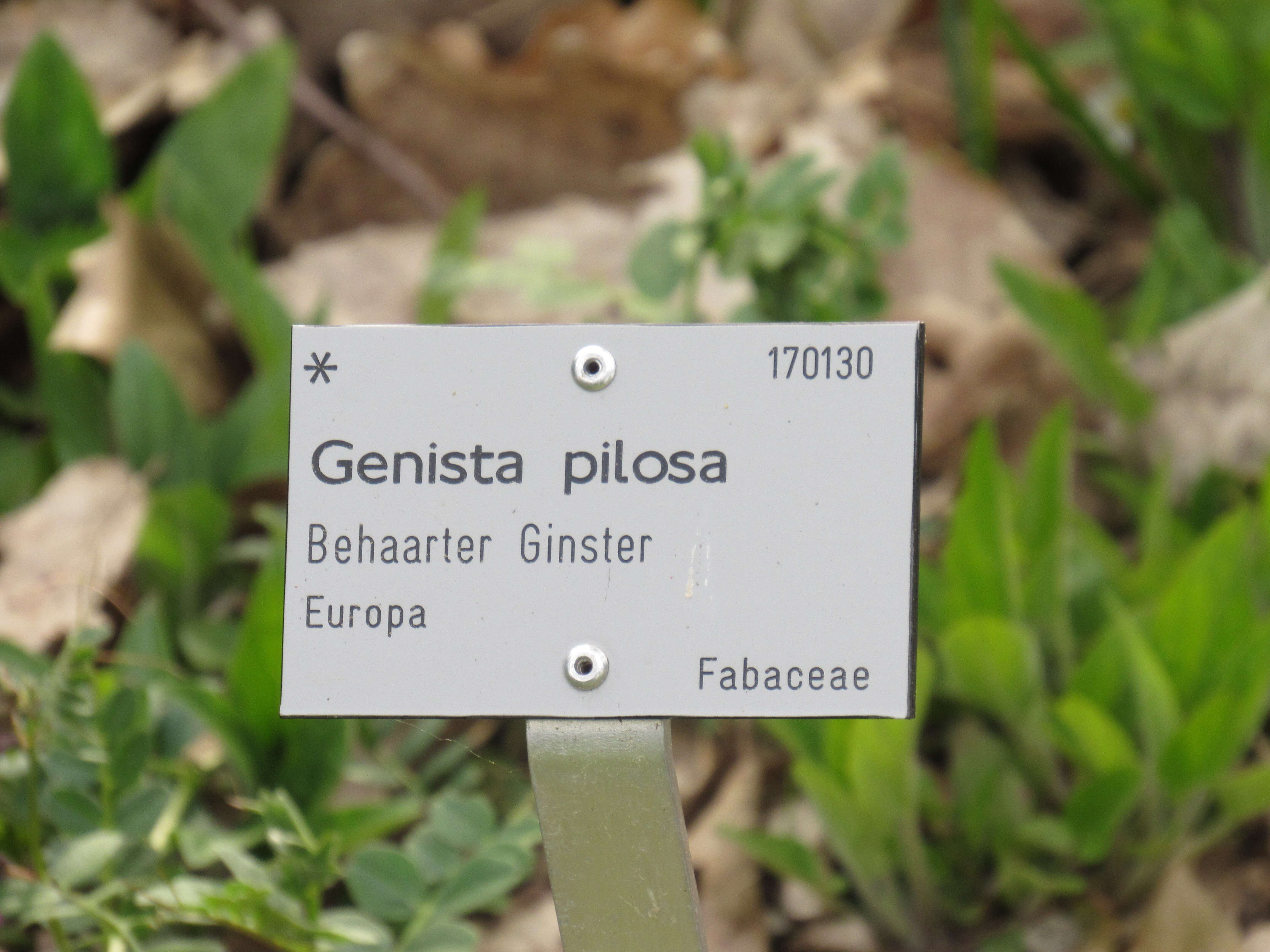 Imagem de Genista pilosa L.