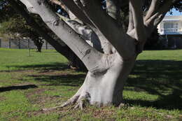 Image of Bark Cloth Fig