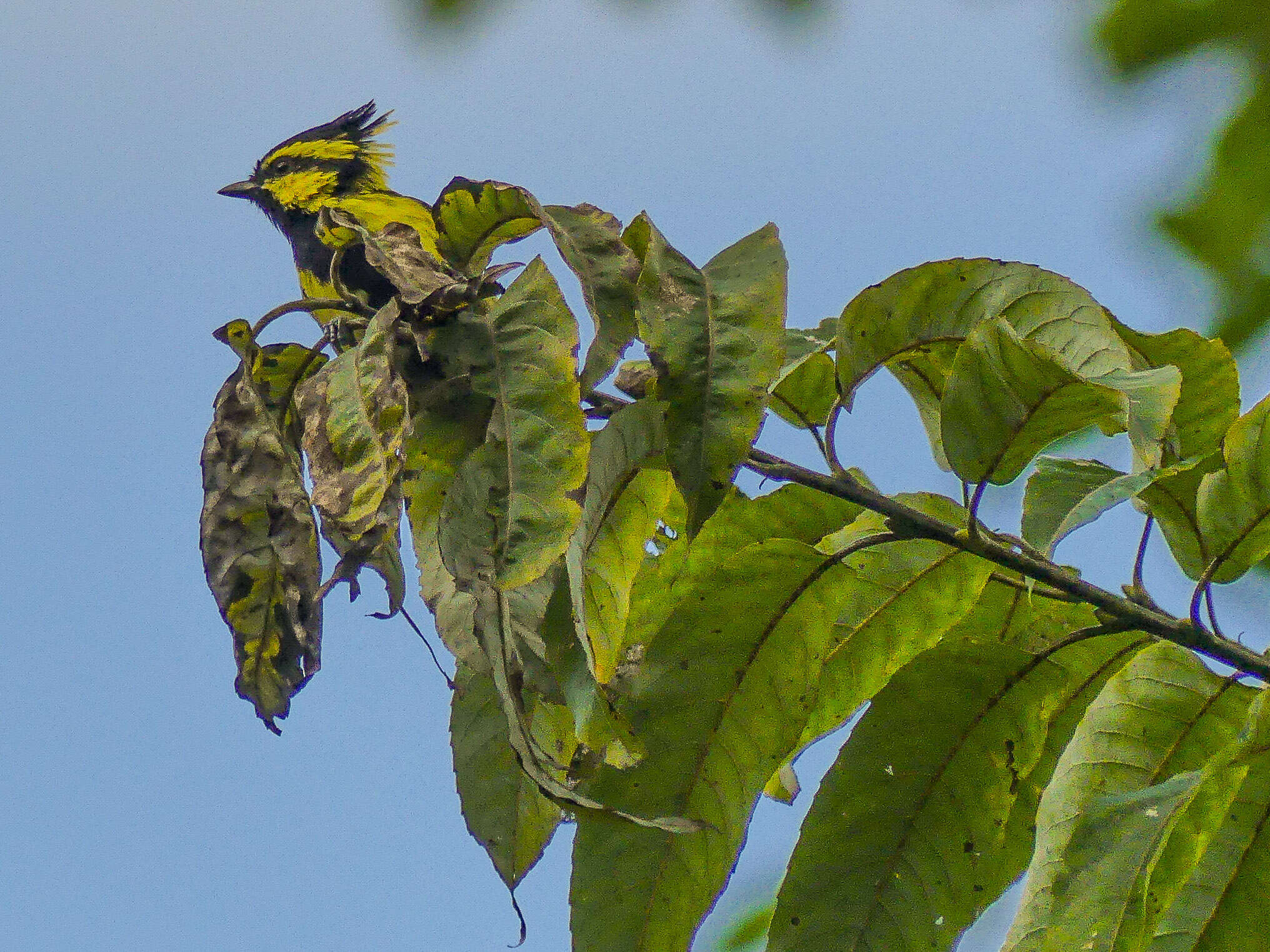 Image of Black-lored Tit