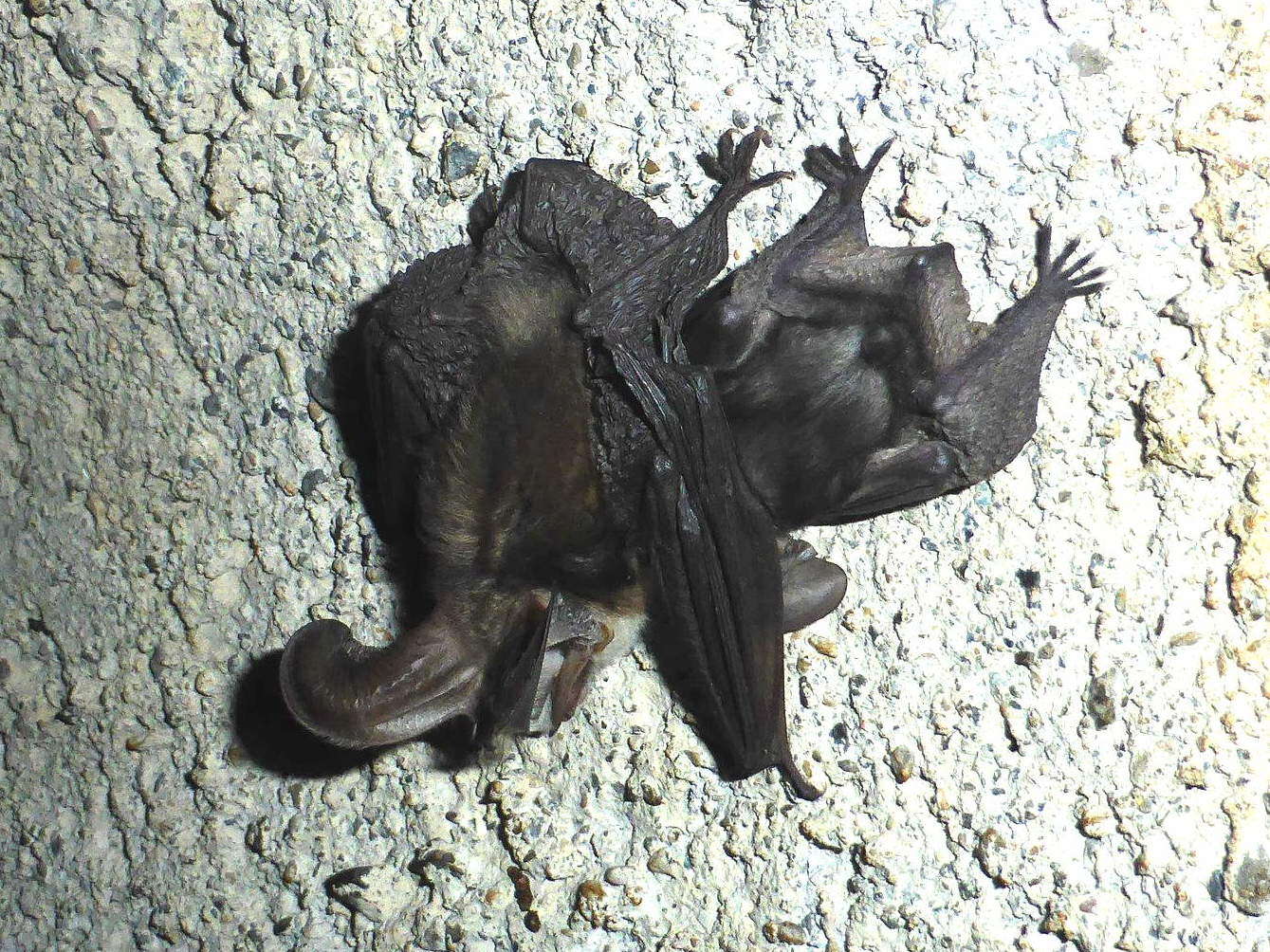 Image of Mountain Long-eared Bat