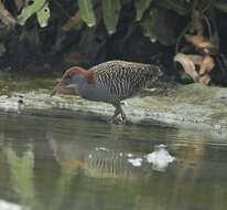 Image of Slaty-breasted Banded Rail