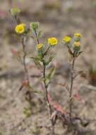 Image of Small Fleabane