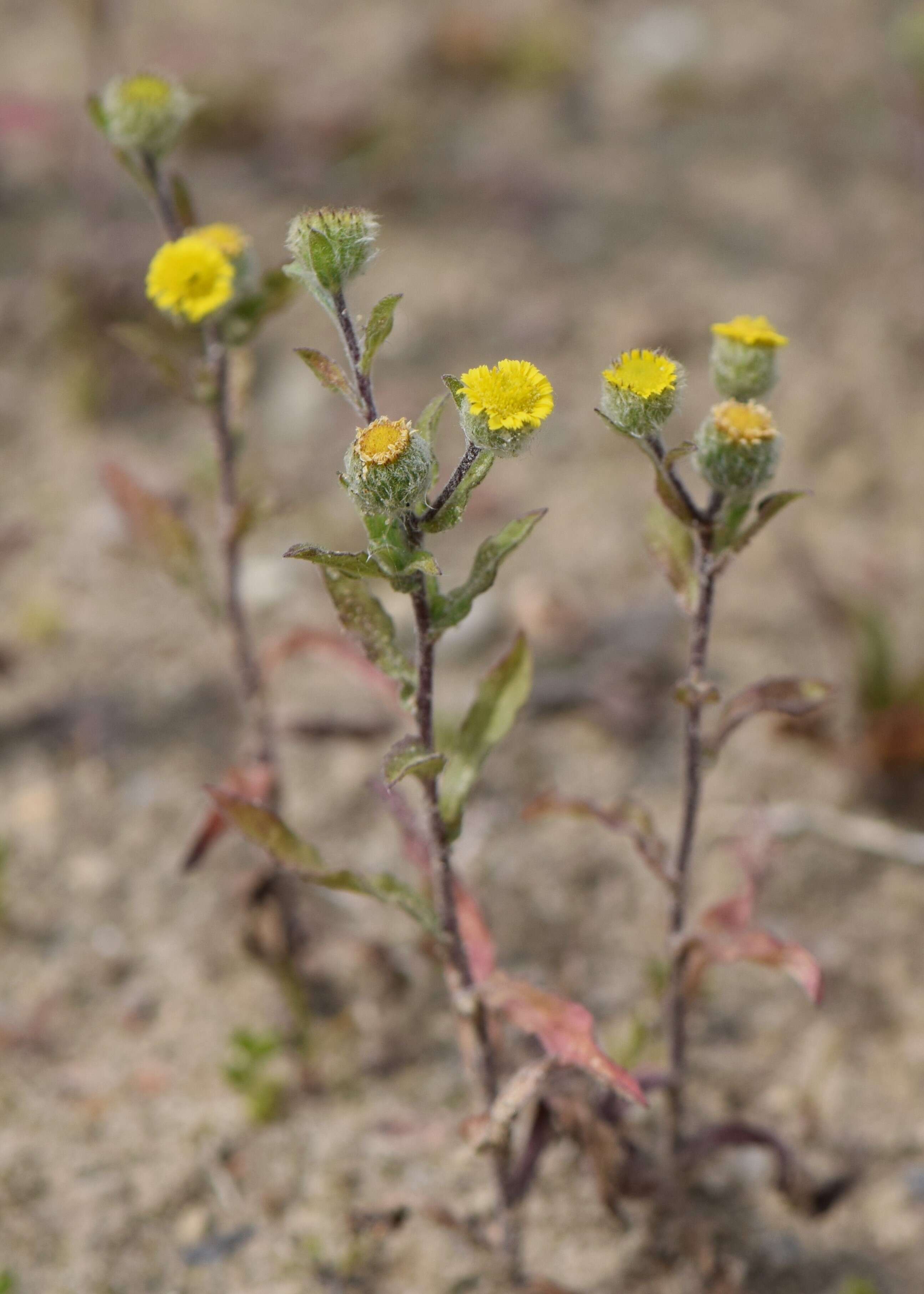 Pulicaria vulgaris Gaertn. resmi