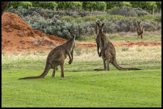 Image of Kangaroo Island Western Grey Kangaroo