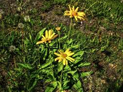 Image of mountain arnica