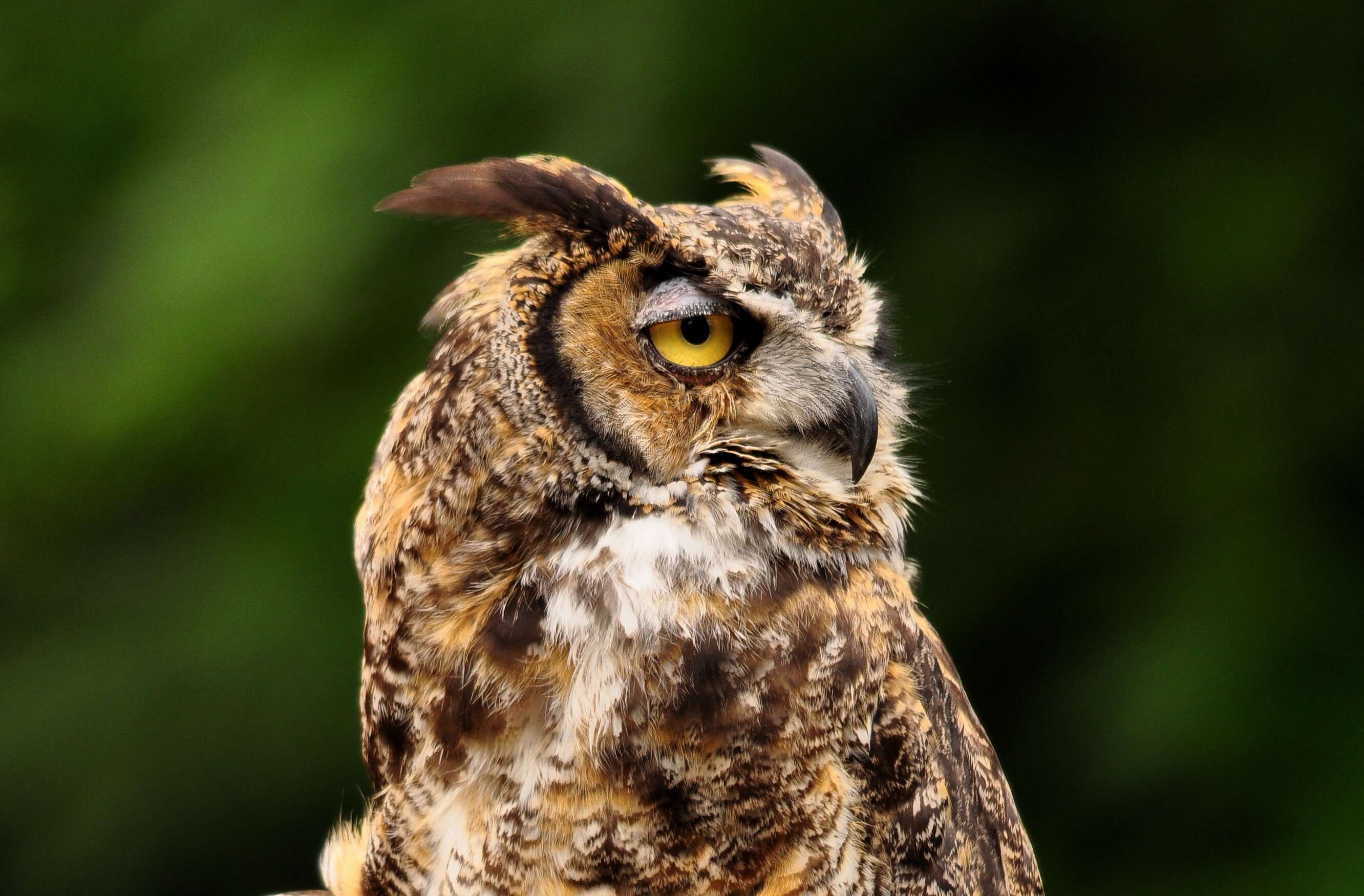 Image of Great Horned Owl