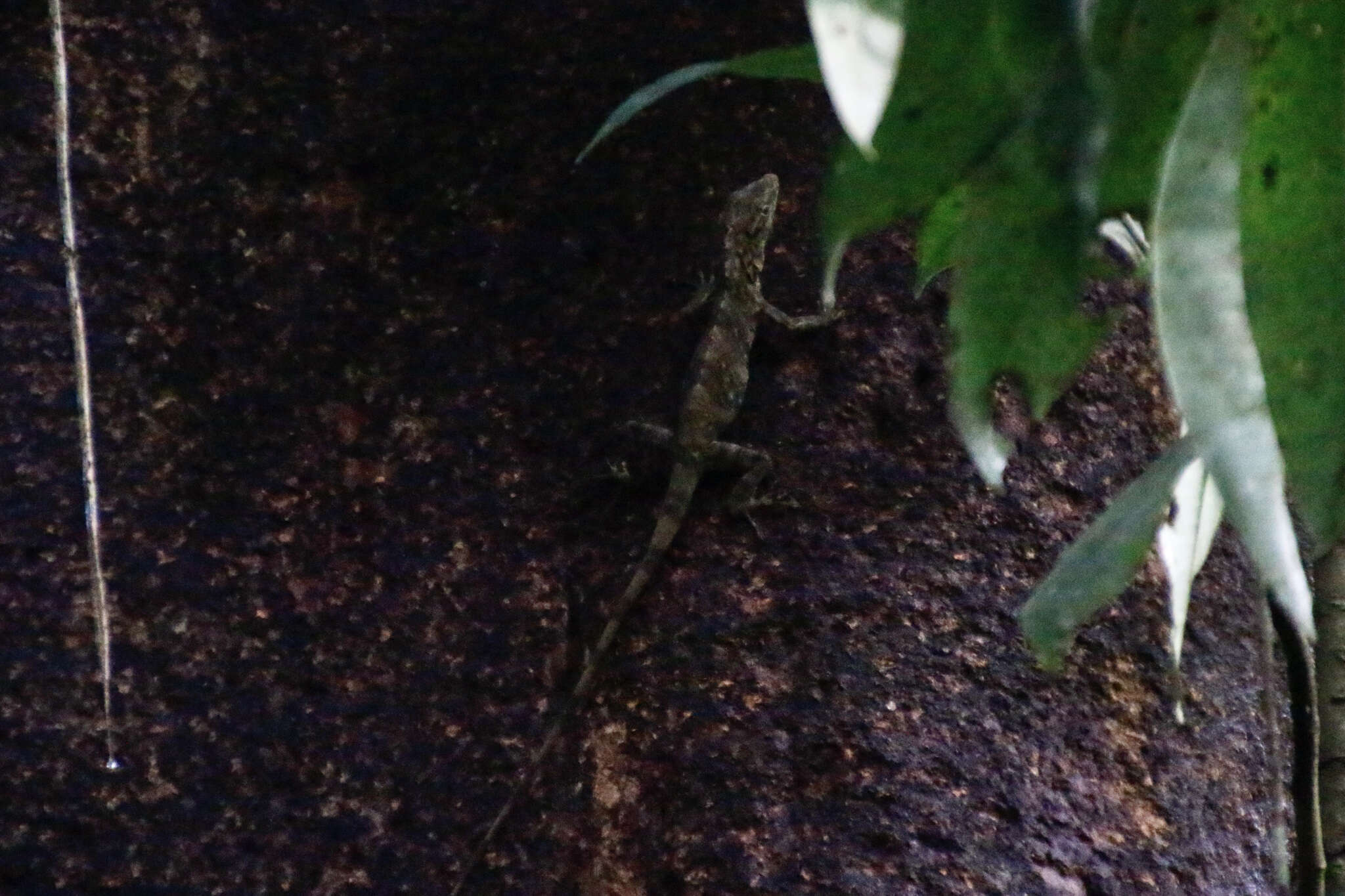 Image of Decorated Anole