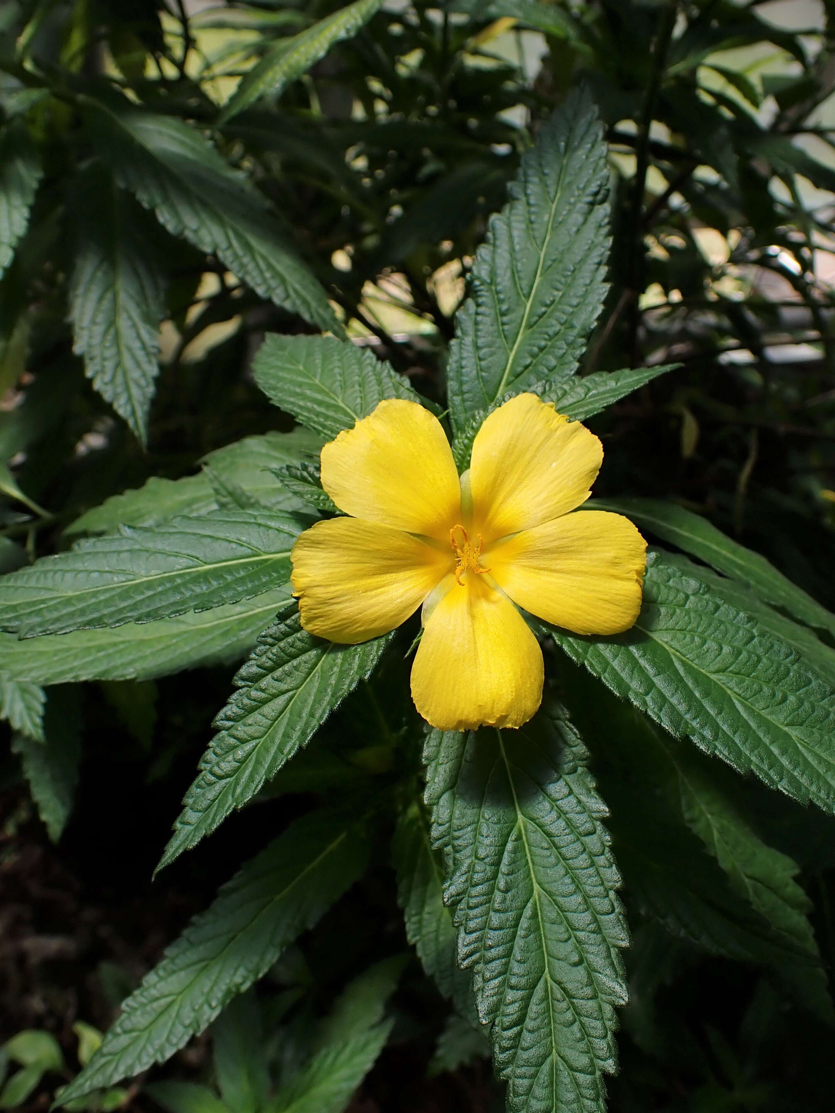 Imagem de Turnera ulmifolia L.