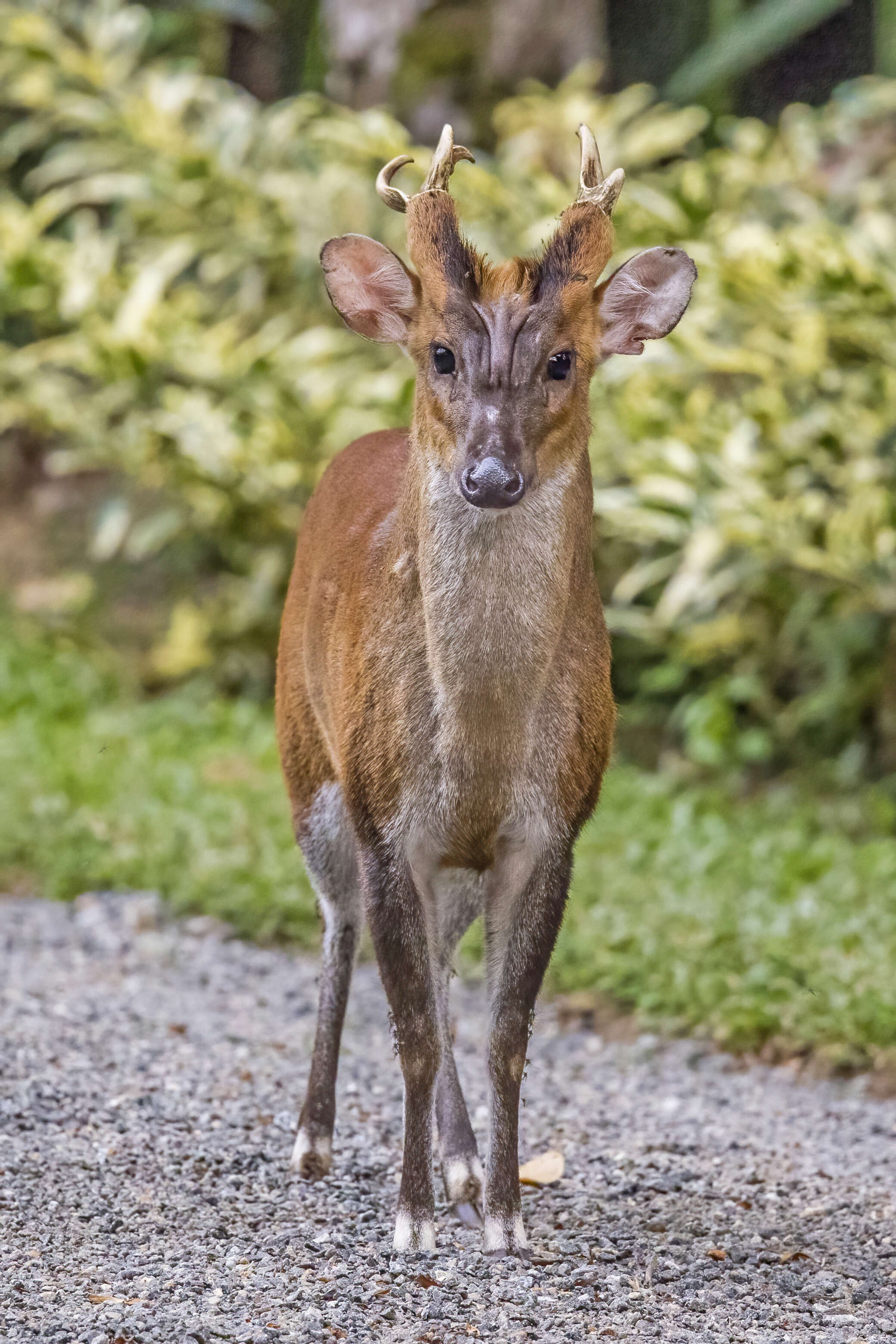 Image of Barking Deer