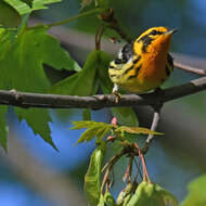 Image of Blackburnian Warbler