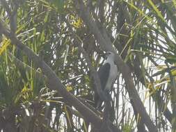 Image of White-bellied Sea Eagle