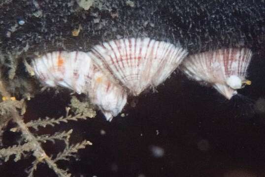 Image of Striped barnacle