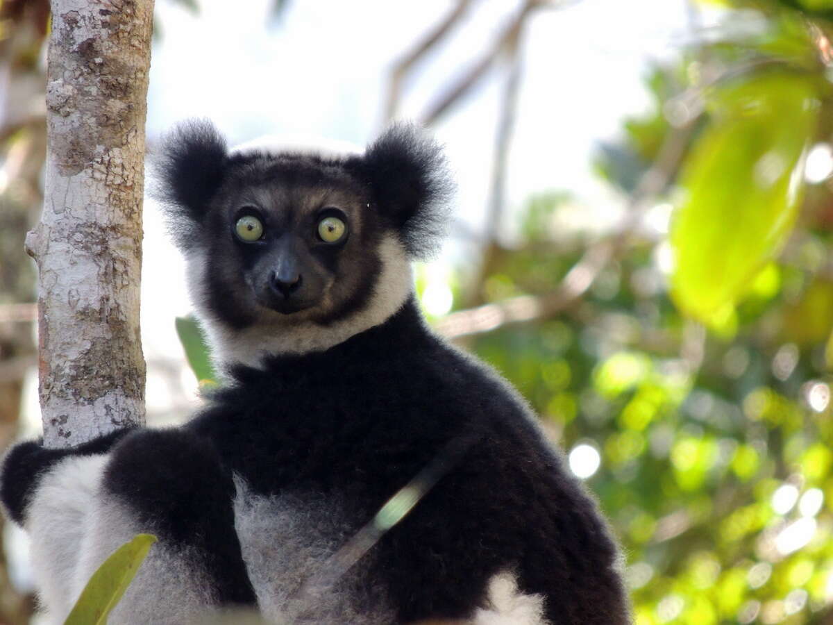 Image of indri