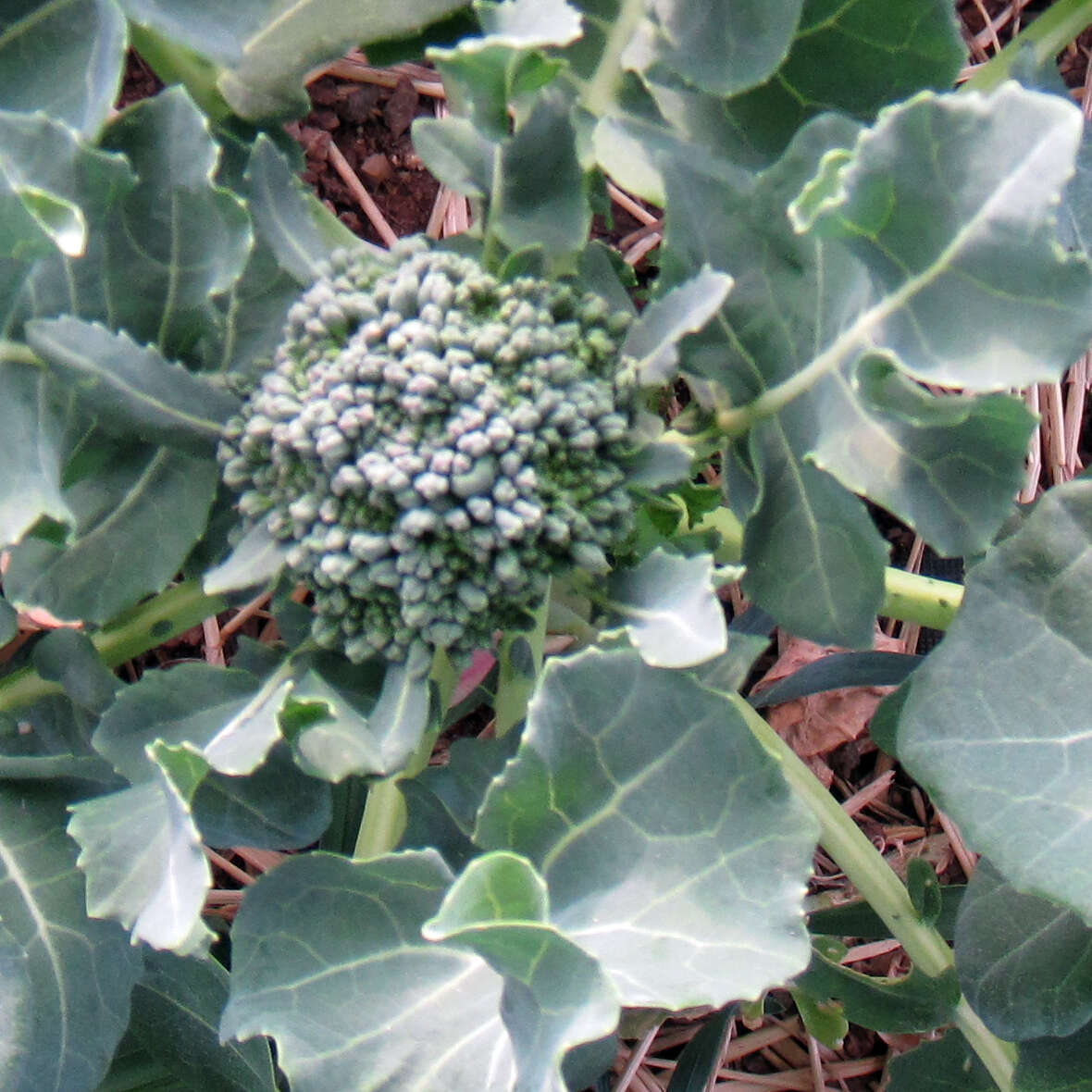 Image of sprouting broccoli