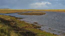 Image of European beachgrass