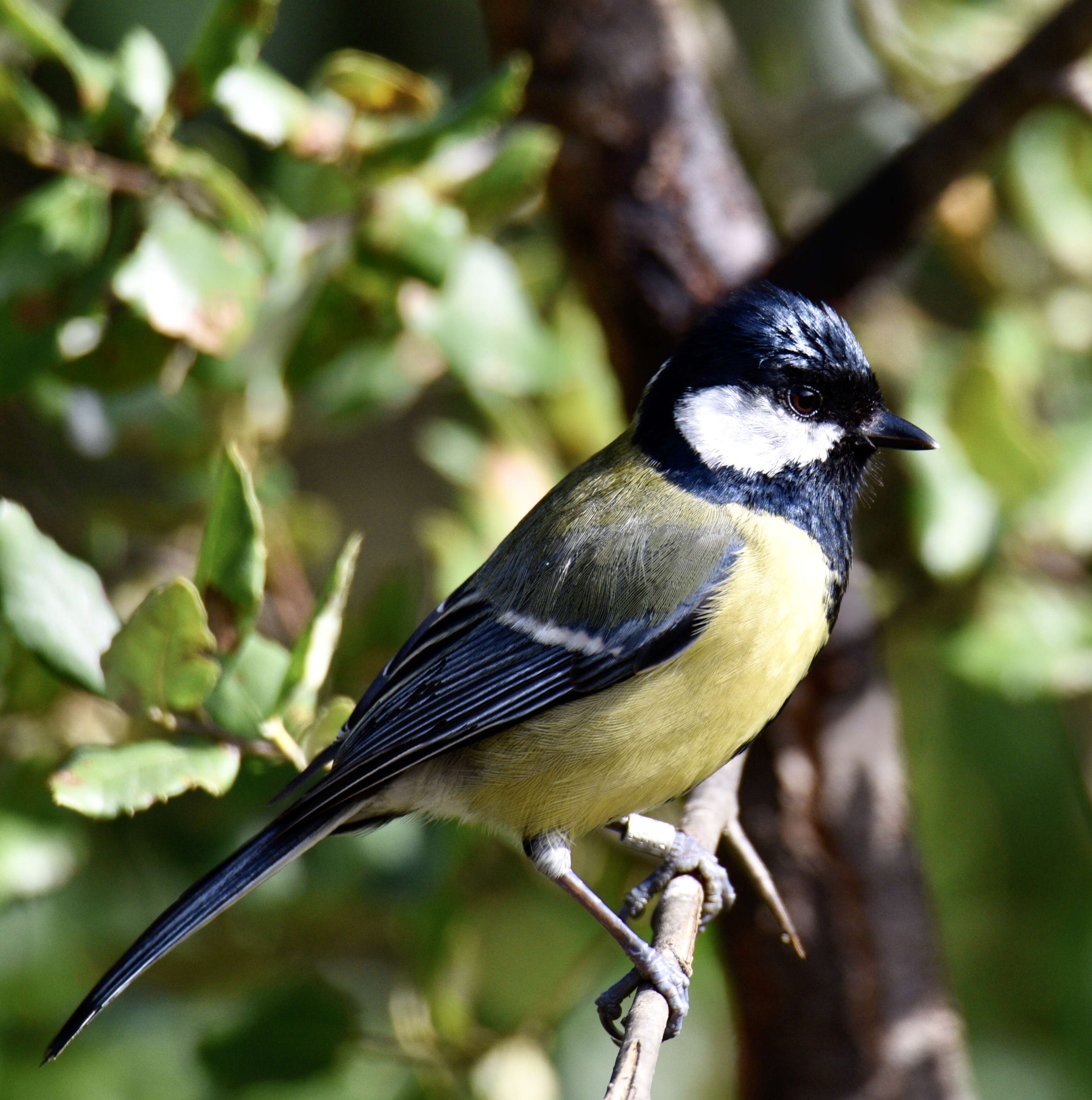 Image of Great Tit