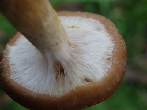 Image of Armillaria gallica Marxm. & Romagn. 1987