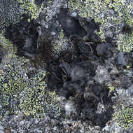 Image of navel lichen