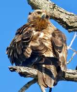 Image of Tawny Eagle