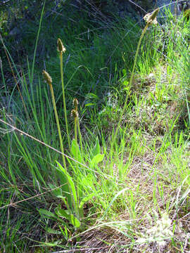 Image of Hare's-foot Plantain