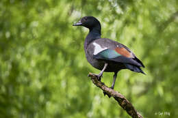 Image of Paradise Shelduck