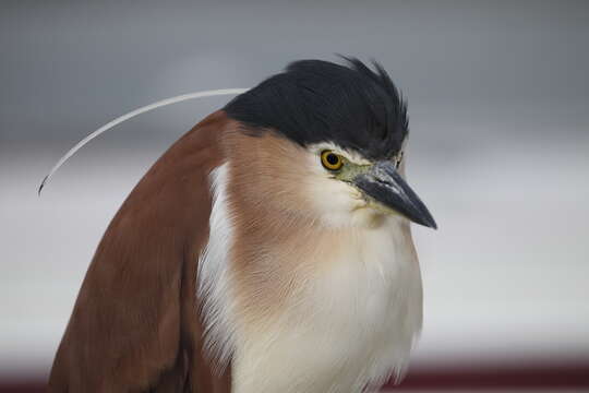 Image of Nankeen Night Heron