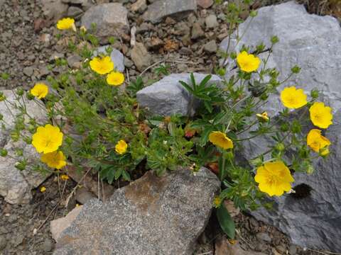 Image of Potentilla aurea L.