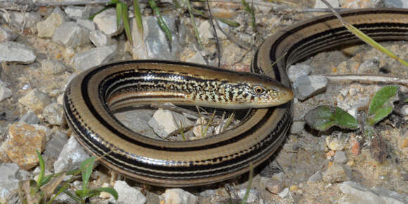 Image of Glass Lizards