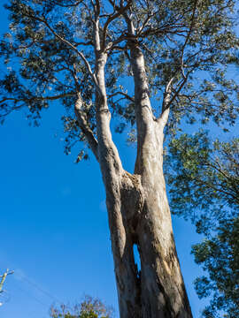 Image of forest redgum