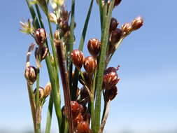 Image of Round-fruited Rush