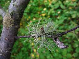 Image of farinose cartilage lichen