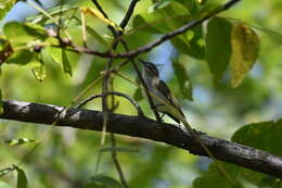 Image of Red-eyed Vireo